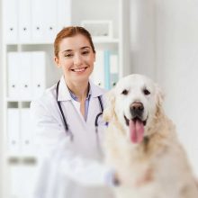 Vet